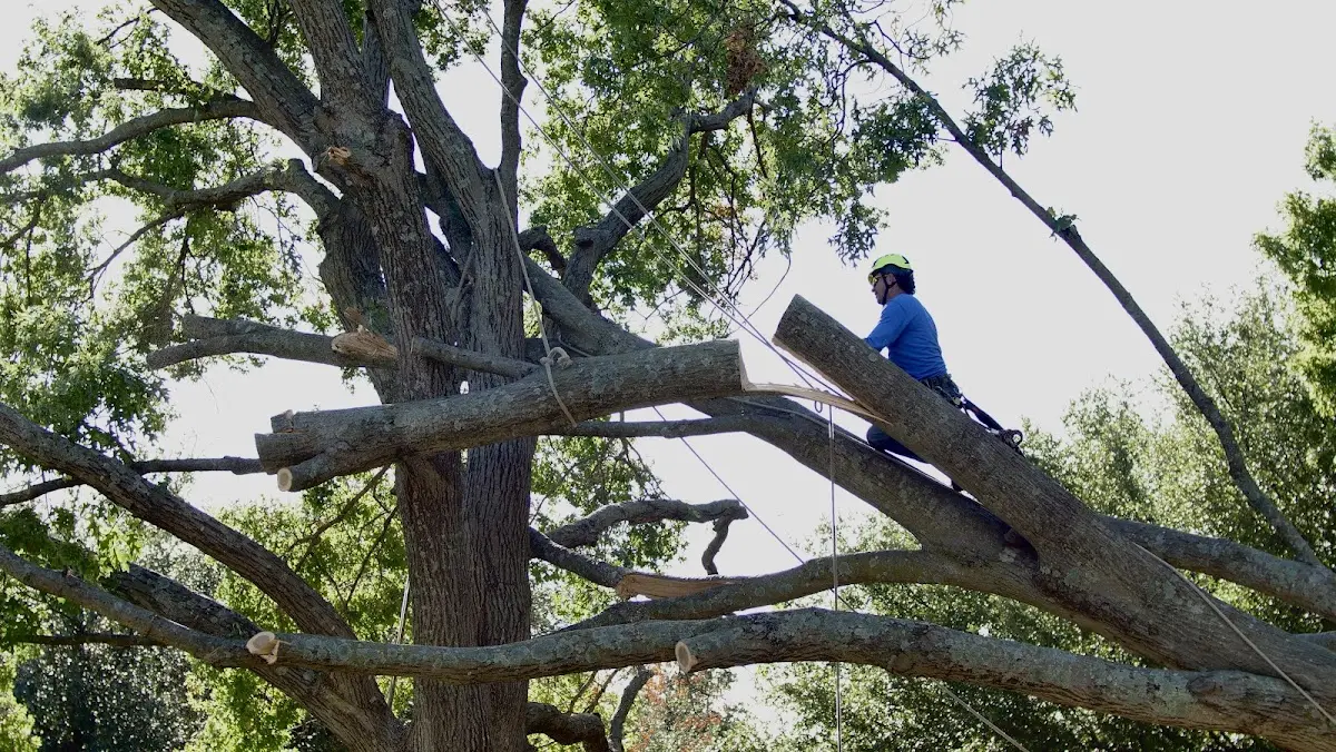 Professional Hazardous Tree Removal performed by certified arborists in San Marino