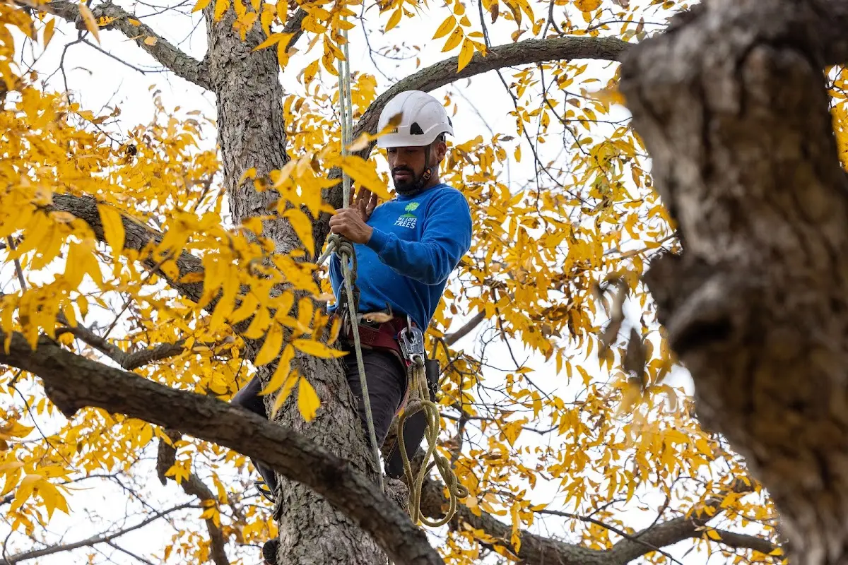 Skilled Tree Pruning crew working in San Marino